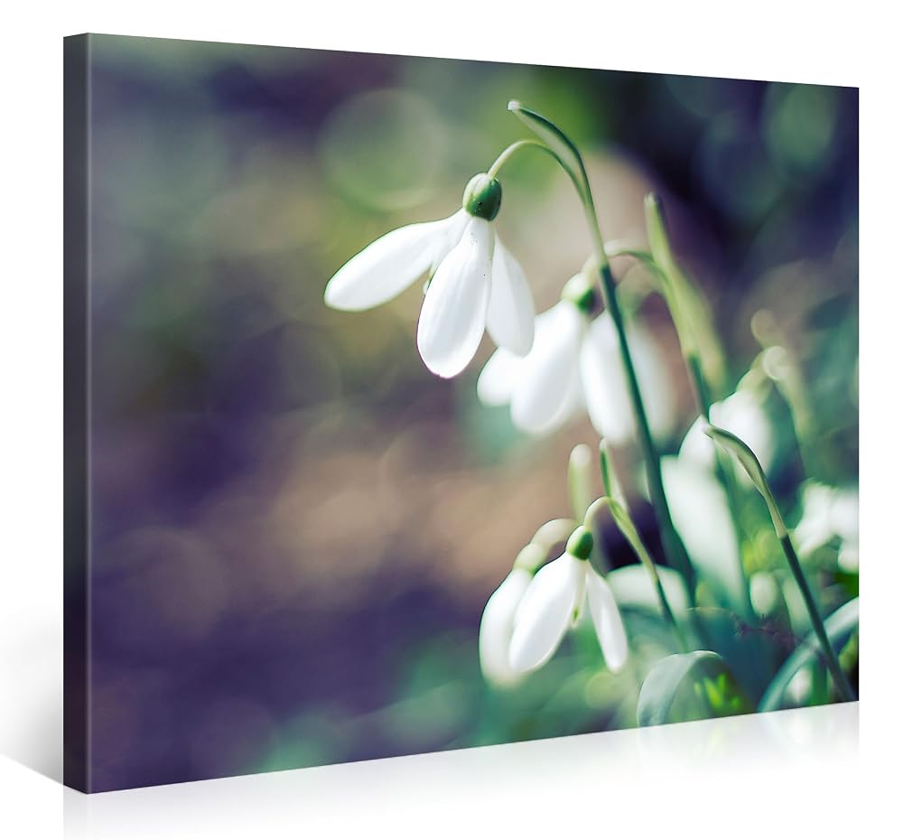 Large Canvas Print Wall Art — Snowdrop Flowers, 100x75cm Stretched on Wooden Frame
