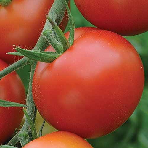 Thompson & Morgan Tomato Moneymaker Seeds, Approx. 50 Seeds