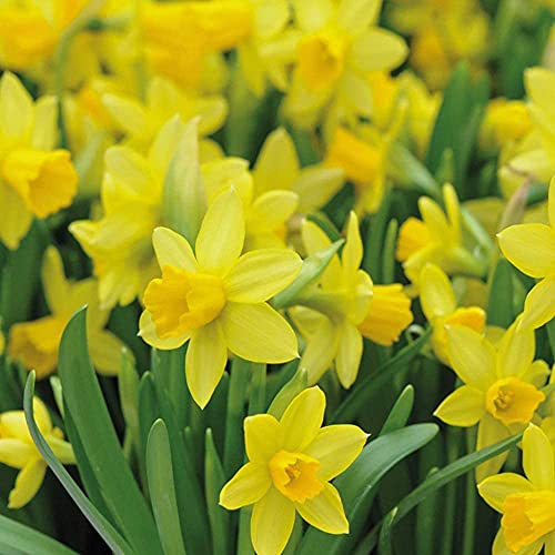 Thompson & Morgan 100 Daffodil 'Tete-a-Tete' Spring Bulbs