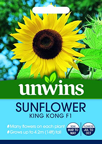 Unwins Sunflower King Kong F1 Seeds