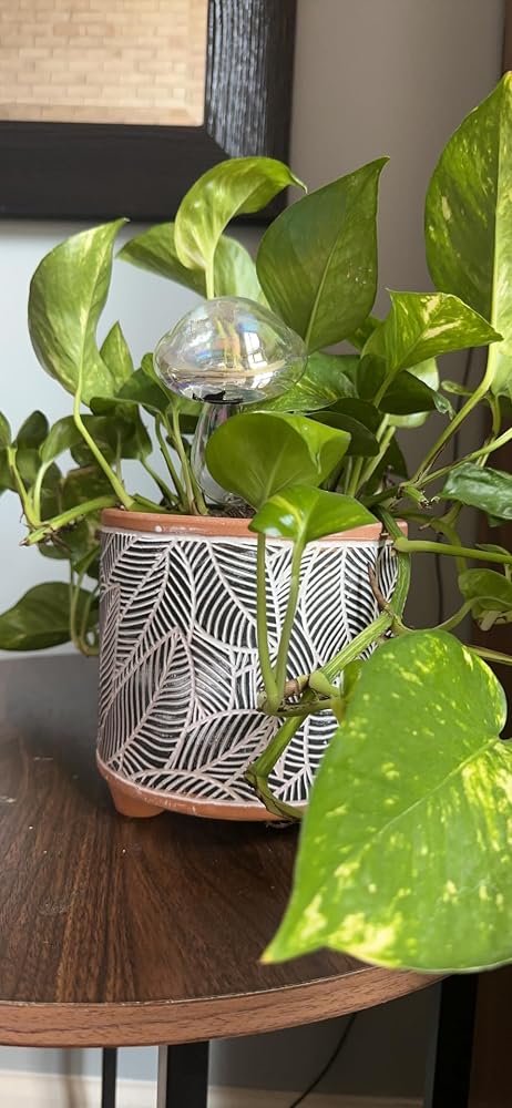 D'vine Dev Set of 2 Terracotta Planter Pots, 4 Inch & 6 Inch, Sahara Fern