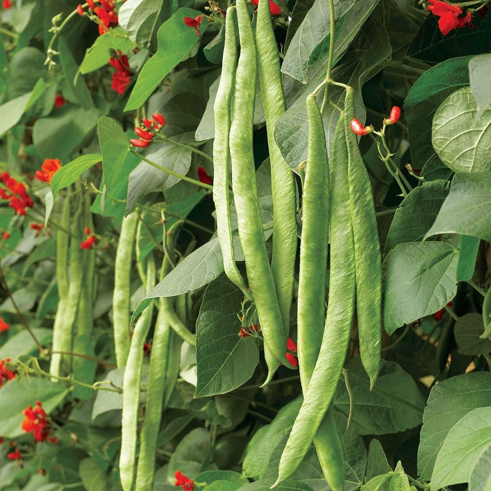 Suttons Bean (Runner) Seeds, Scarlet Emperor, Approx. 50 Seeds