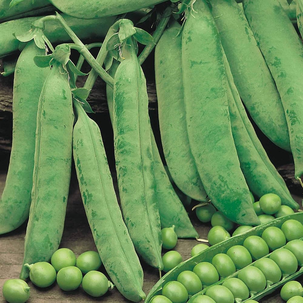Suttons Pea Seeds Douce Provence Vegetable Seeds, Approx. 270 Seeds