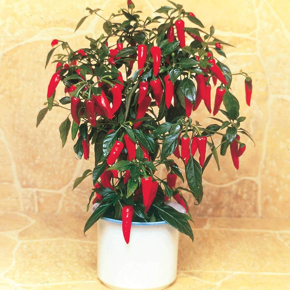 Suttons Chilli Pepper F1 Apache Seeds, Approx. 8 Seeds per Pack