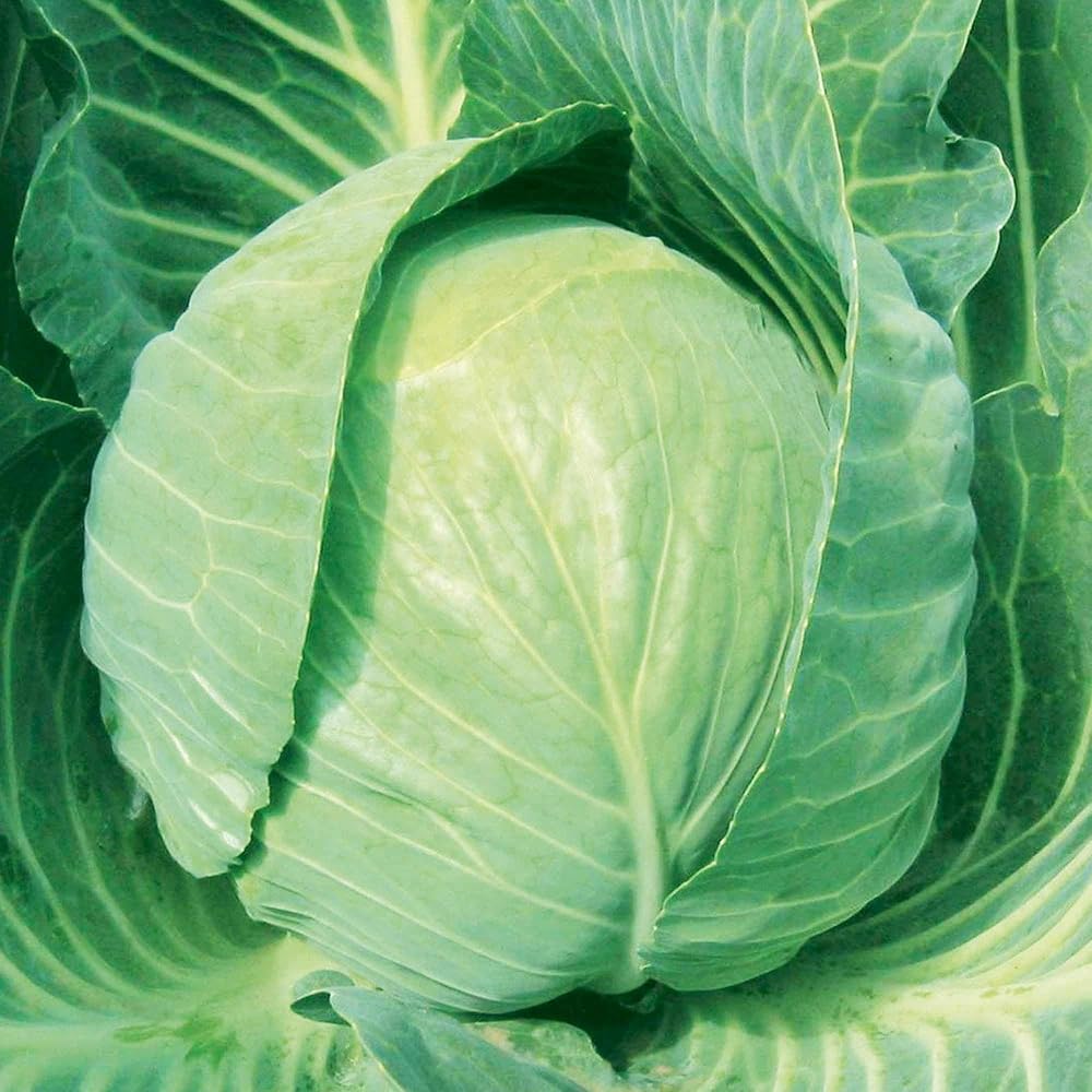 Suttons Cabbage Seeds F1 Mozart, Approx. 45 Seeds per Pack