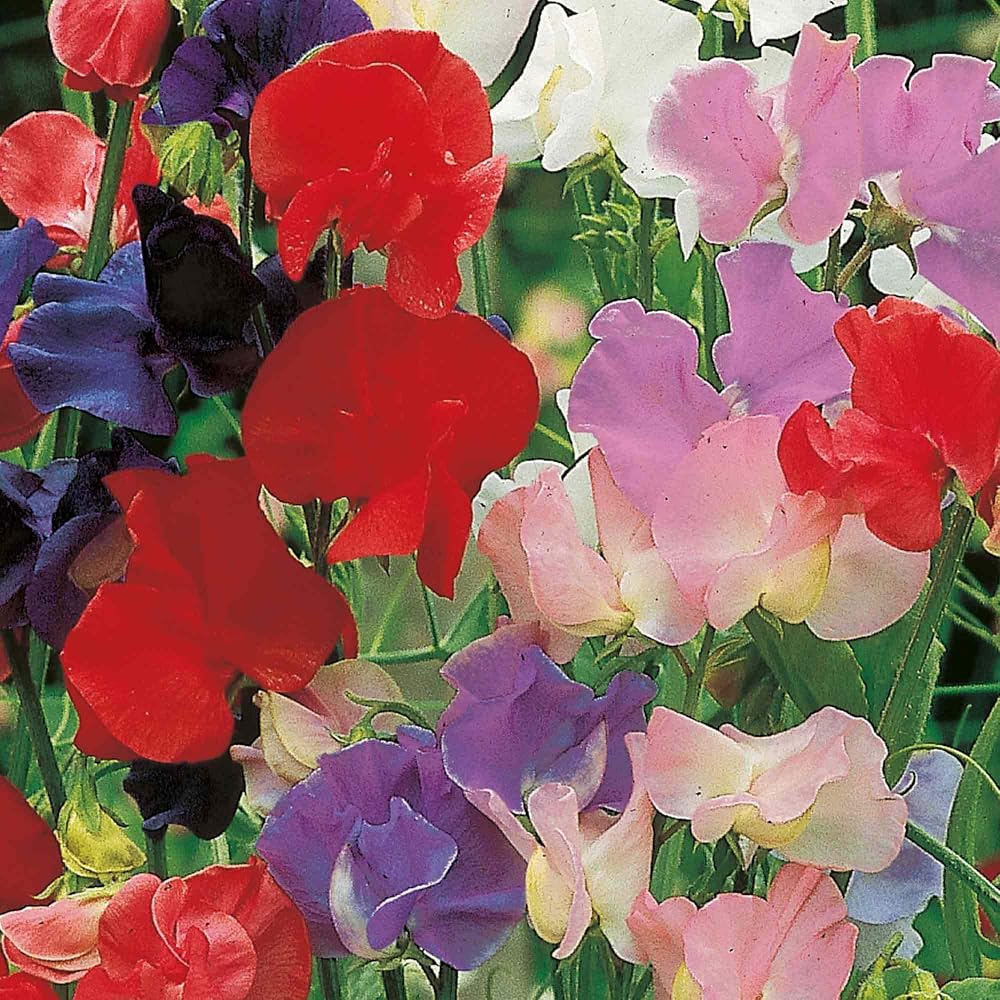 Suttons Sweet Pea Seeds, Old Fashioned Scented Mix