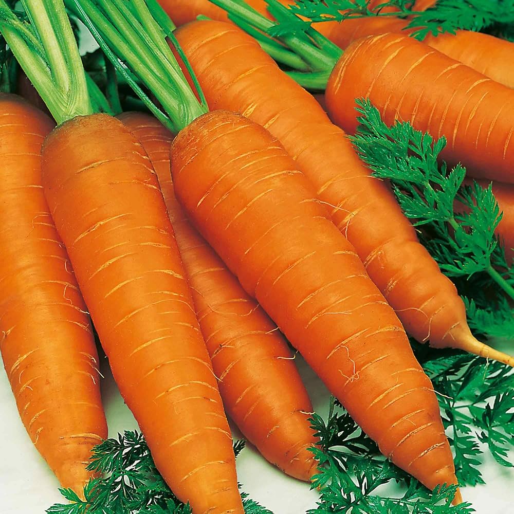Suttons Carrot Seeds - Autumn King 2, Approx. 1100 Seeds