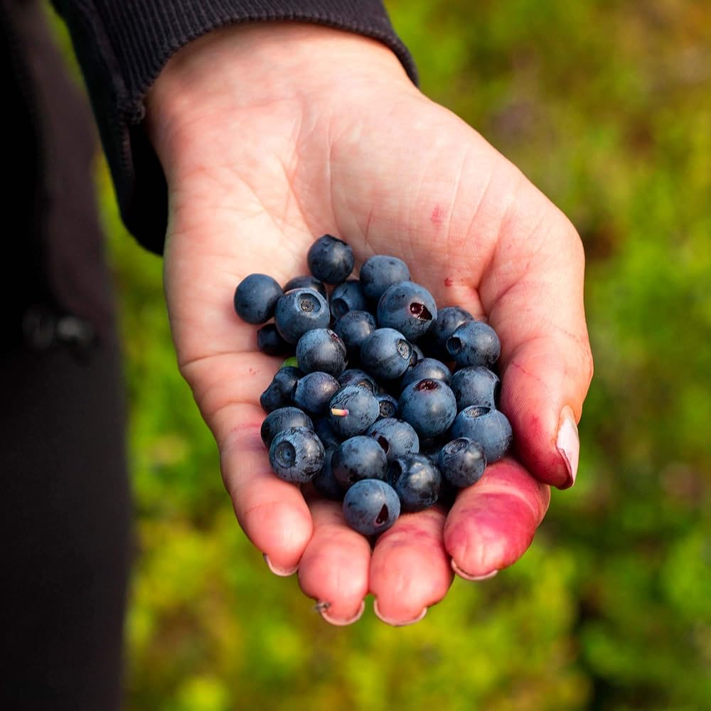 Suttons Wild Blueberry (Bilberry) Seeds, Approx. 50 Seeds per Pack