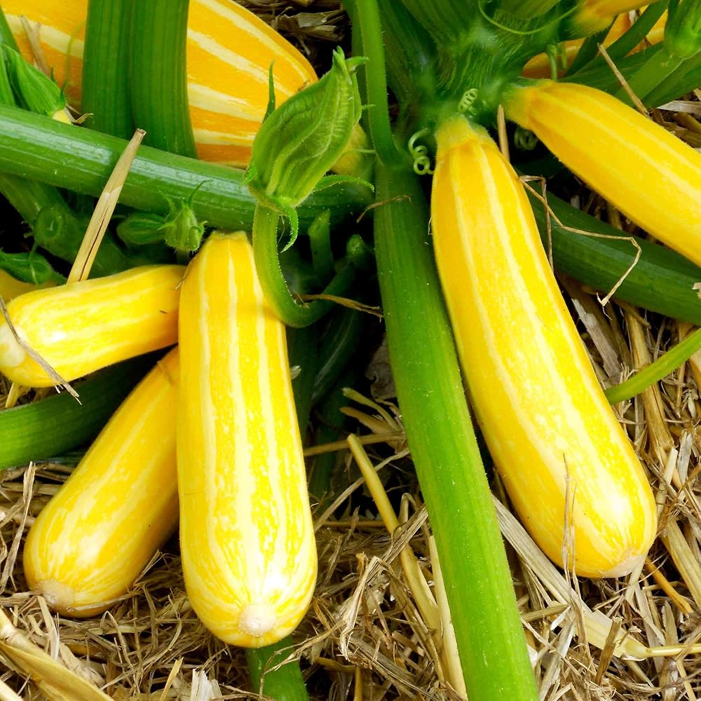 Suttons Courgette Seeds F1 Goldmine, Approx. 10 Seeds per Pack
