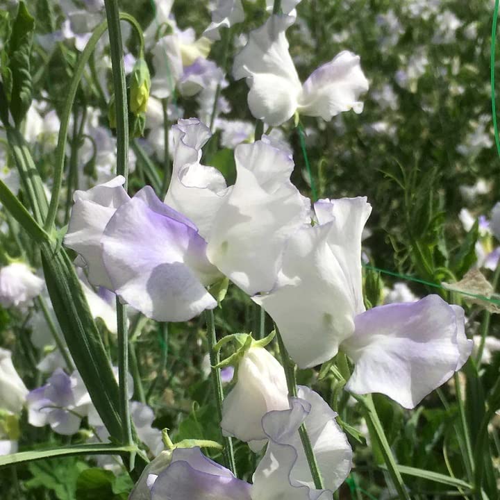 Unwins Flower Seeds - Sweet Pea Platinum Jubilee