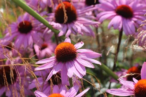 Echinacea Perennial coneflower 'Magnus' Hardy Pink Flowering Bushy Garden Plants Easy to Grow Your Own Flower 150 Seeds