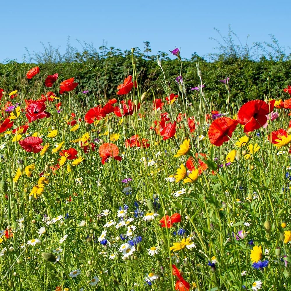 Landlife Wildflowers Dual Purpose Wildflower Seed Mix, 50g