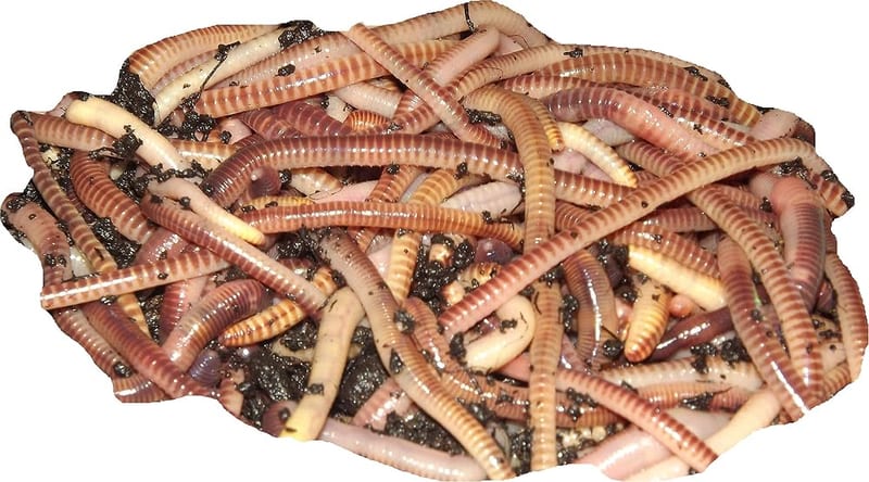 Yorkshire Worms Tiger Compost Worms - Suitable for Composting and Wormery Starter Packs (1kg)