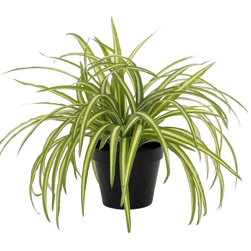 Artificial Spider Plant in Black Pot, Faux Chlorophytum Houseplant for Shelf, Desk or Windowsill